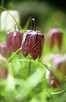Fritillaria: Fritillary