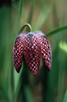 Fritillaria: Fritillary