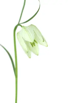Fritillaria: Fritillary