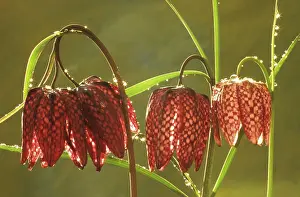 Fritillaria: Fritillary