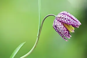 Fritillaria: Fritillary
