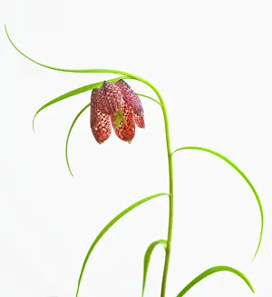 Supple: Fritillary