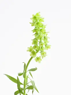 Fritillaria: Fritillary
