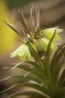 Iran: Fritillary