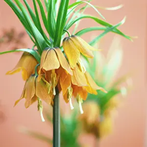 Fritillaria: Fritillary