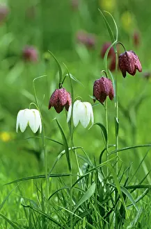 Fritillaria: Fritillary
