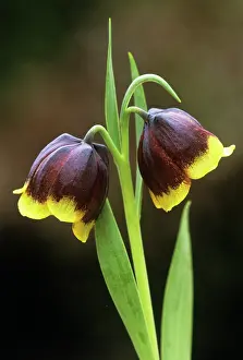 Combined: Fritillary