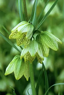 Fritillaria: Fritillary