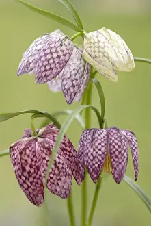 Fritillaria: Fritillary