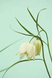 Weak: Fritillary