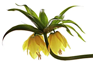 Supple: Fritillary