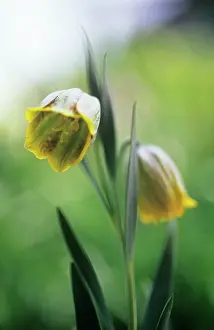 Fritillaria: Fritillary