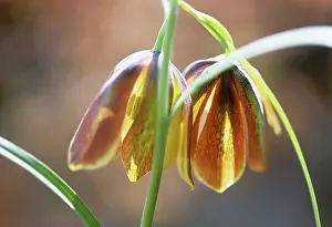 Connected: Fritillary