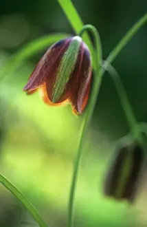 Uncluttered: Fritillary