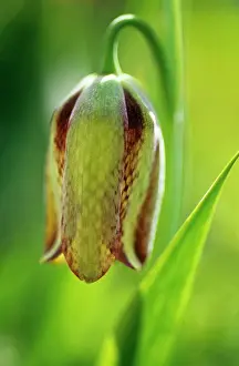 Unhappy: Fritillary