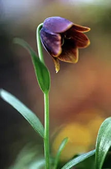 Uncluttered: Fritillary