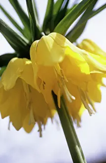Imperial: Fritillary
