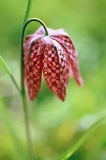 Feminine: Fritillary