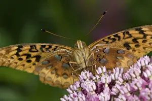 Milkweed: Fritillary Butterfly