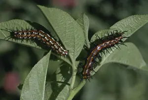 Larvae: Fritillary Caterpillars