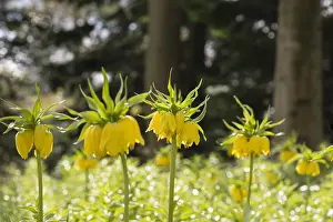Maxima: Fritillary, Crown imperial Maxima Lutea, Fritillaria
