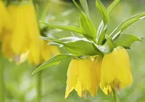 Bell: Fritillary, Crown imperial Maxima Lutea, Fritillaria
