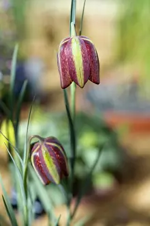 Iran: Fritillary, Fritillaria aff, crassifolia, Side view