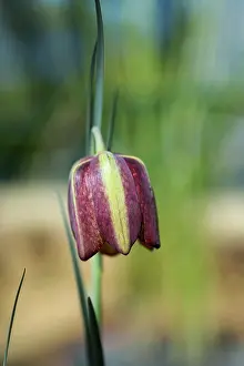 Iran: Fritillary, Fritillaria aff, crassifolia, Side view