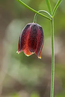 Special: Fritillary (Fritillaria montana) flower