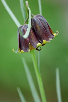 Drained: FRITILLARY - likes well drained soil in full sun