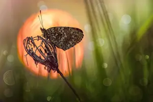 Antennata: Fritillary (Melitaea sp) at sunrise, Luzzara, Reggio