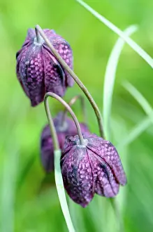 Fritillaria: Fritillary, Snake's head fritillary, Fritillaria