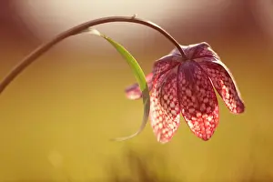 Turned: Fritillary, Snake's head fritillary, Fritillaria