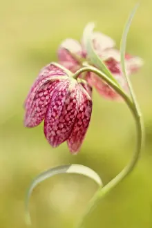 Turned: Fritillary, Snake's head fritillary, Fritillaria