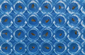 Study: Friut Flies (Wildtype) - in petri dishes