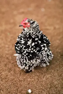 Bantam: FRIZZLE BANTAM CHICKEN
