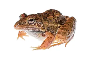 Fusca: Frog