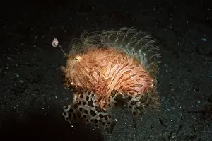 Note: FROG OR ANGLERFISH - Note lure