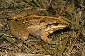 Sibilatrix: Frog - close-up