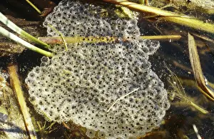 Draytonii: Frog egg mass