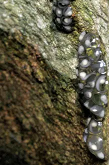 Hiyare: Frog Eggs