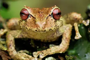 Eleutherodactylus: Frog