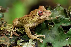 Eleutherodactylus: Frog