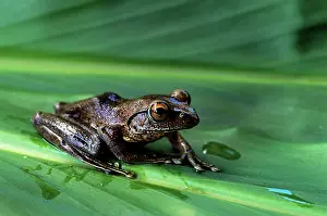 Boophis: FROG - endemic, on leaf
