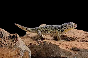 Gecko: Frog-eyed gecko (Teratoscincus roborowskii) on black