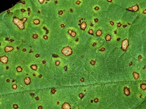 Soya: Frog eyed leaf spot (Cercospora sojina) on soya