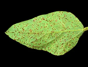 Soya: Frog eyed leaf spot (Cercospora sojina) on soya