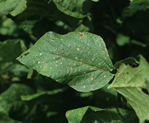 Soya: Frog-eyed Leaf Spot on Soya leaf