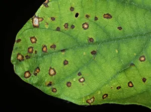Soya: Frog-eyed Leaf Spot on Soya leaf