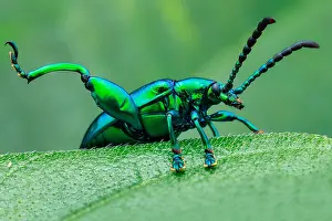 Antennata: Frog-legged beetle (Sagra buqueti) resting in early